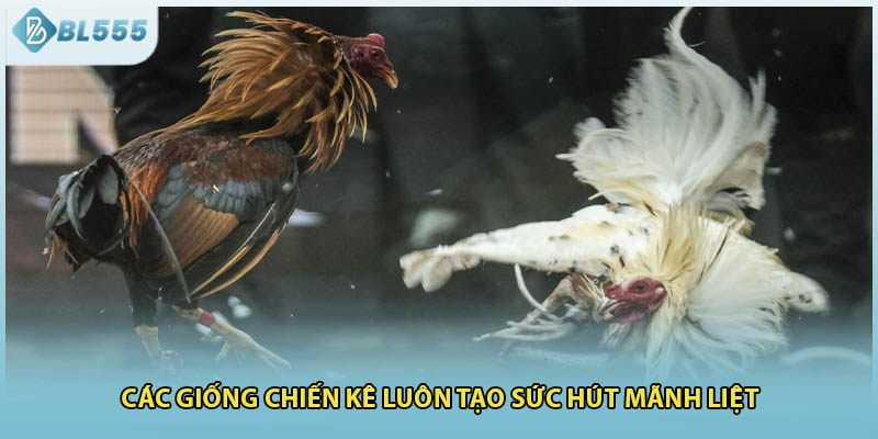 Các giống chiến kê luôn tạo sức hút mãnh liệt